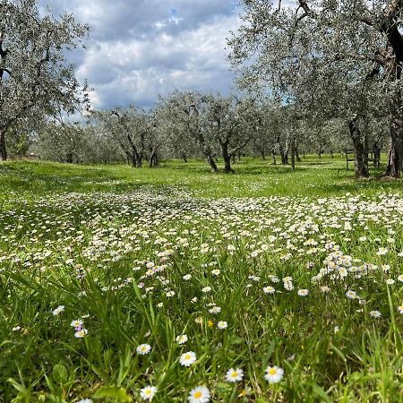 La Casa Di Demetra. Un Paradiso Tra Gli Olivi. Montecchio  Zewnętrze zdjęcie