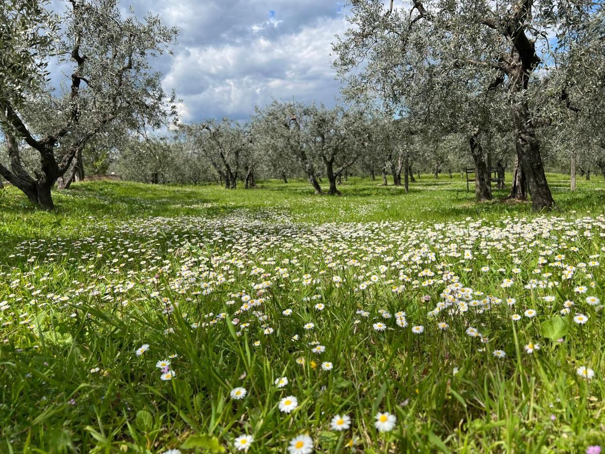 La Casa Di Demetra. Un Paradiso Tra Gli Olivi. Montecchio  Zewnętrze zdjęcie